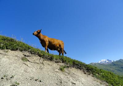 Vache tarine - Fondation Facim