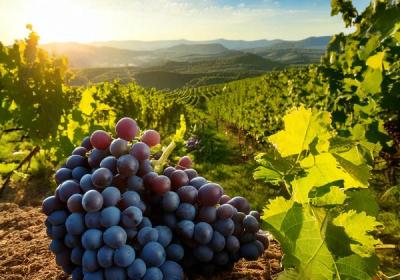 Conférence Vignes et vins_Bonvillaret