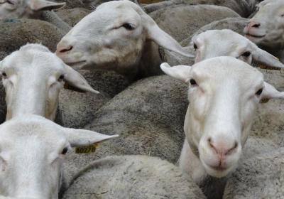 Rencontre à l'alpage des Rouelles_Val-d'Arc - brebis