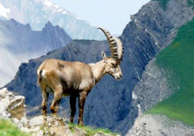 Dans le Massif de la Vanoise - Le Roi des acrobaties en rocher, le Bouquetin