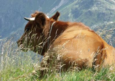 vaches à l'alpage - Vache tarine au col du Joly