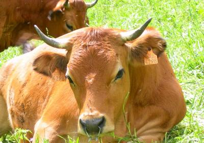 vaches tarines - Agriculture de montagne : race tarine vaches tarines - Agriculture de montagne : race tarine