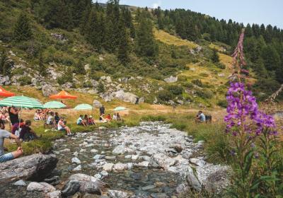 Rencontre d'alpage - dans la Vallée des Bauches