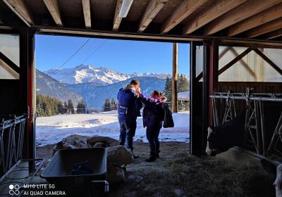 Visite dans l'étable - Vue de l'étable