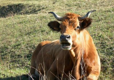 Vache tarine - Vache tarine Vache tarine - Vache tarine