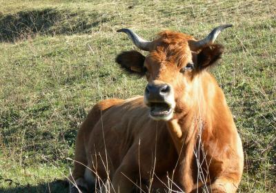 Vache tarine - Vache tarine