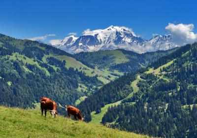 Vache - • Photo des vaches devant le Mont-Blanc Vache - • Photo des vaches devant le Mont-Blanc