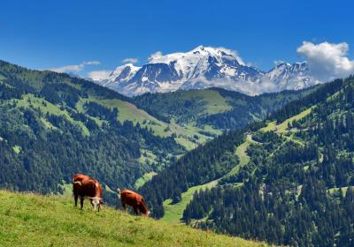 Vache - •	Photo des vaches devant le Mont-Blanc