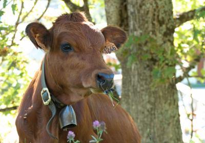 Vache tarine - Vache tarine
