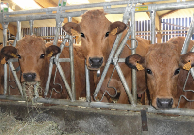 Rencontre à la ferme : visite guidée à Bramans_Val-Cenis - Des vaches tarines à l'étable