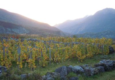 St Julien-Montdenis, vignes et Solid'Art - Vignes de St Julien-Montdenis au soleil couchant