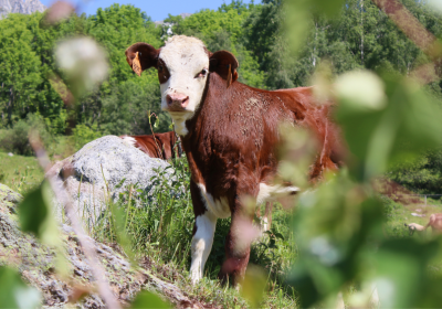 Vache