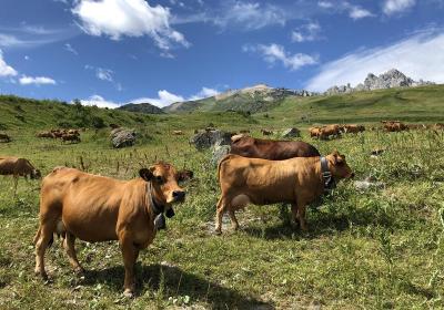 Visite guidée : l'histoire des alpages jusqu'à l'heure de la traite_Courchevel - Visite guidée : l'histoire des alpages jusqu'à l'heure de la traite