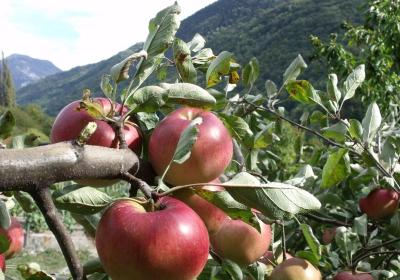 La pomme en fête !_Tournon