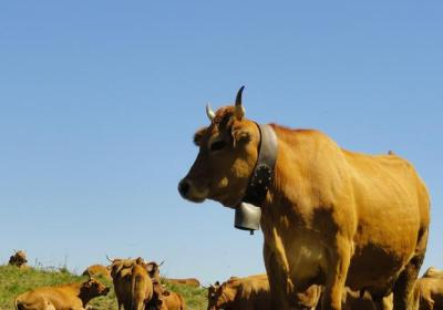 Films d'en Haut - Terres du ciel, Cueilleurs d'alpages et Raclette kirghize_Champagny-en-Vanoise - vaches tarines, reines de l'alpage