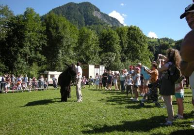 Fête de la race mulassière à Flumet