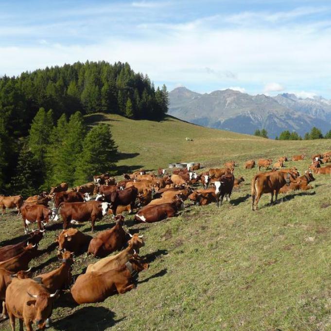 Vaches tarines - Vaches tarines