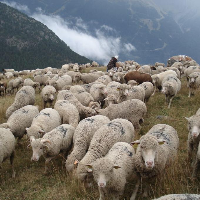 Moutons en alpage - Moutons en alpage