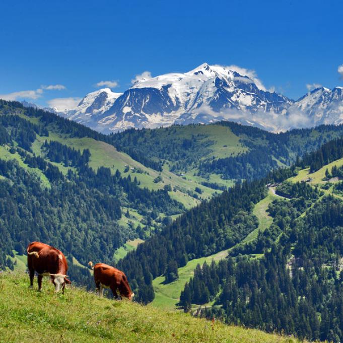 Vache - •	Photo des vaches devant le Mont-Blanc