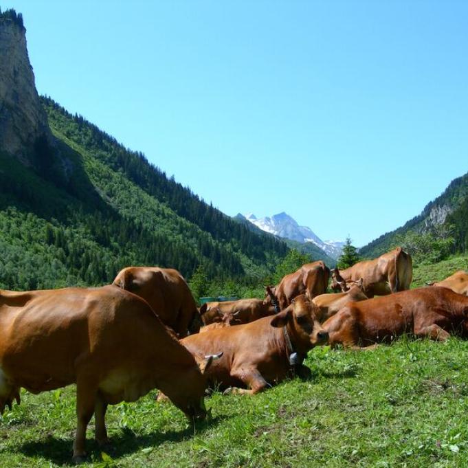 alpage pralognan - Pralognan-la-Vanoise : sortie alpage vallée de Chavière