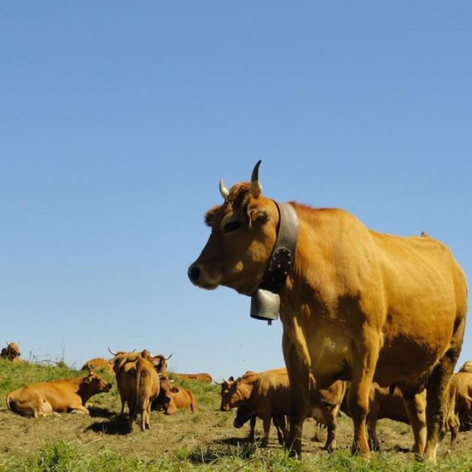 Films d'en Haut - Terres du ciel, Cueilleurs d'alpages et Raclette kirghize_Champagny-en-Vanoise - vaches tarines, reines de l'alpage
