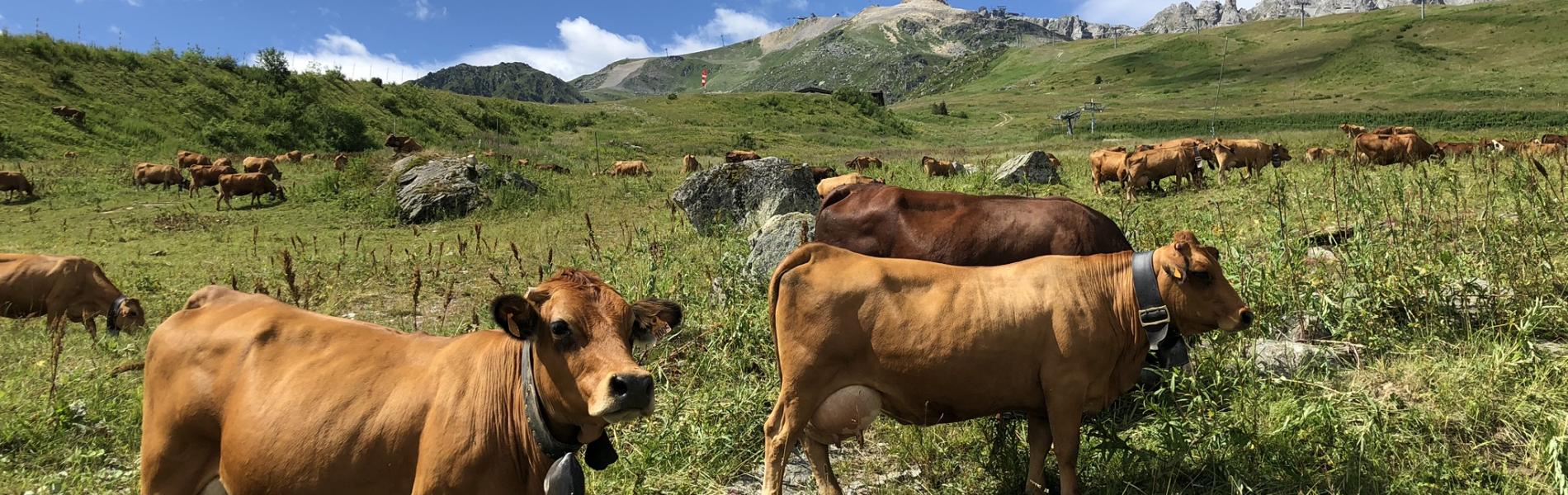 Vaches en alpage - Fondation Facim