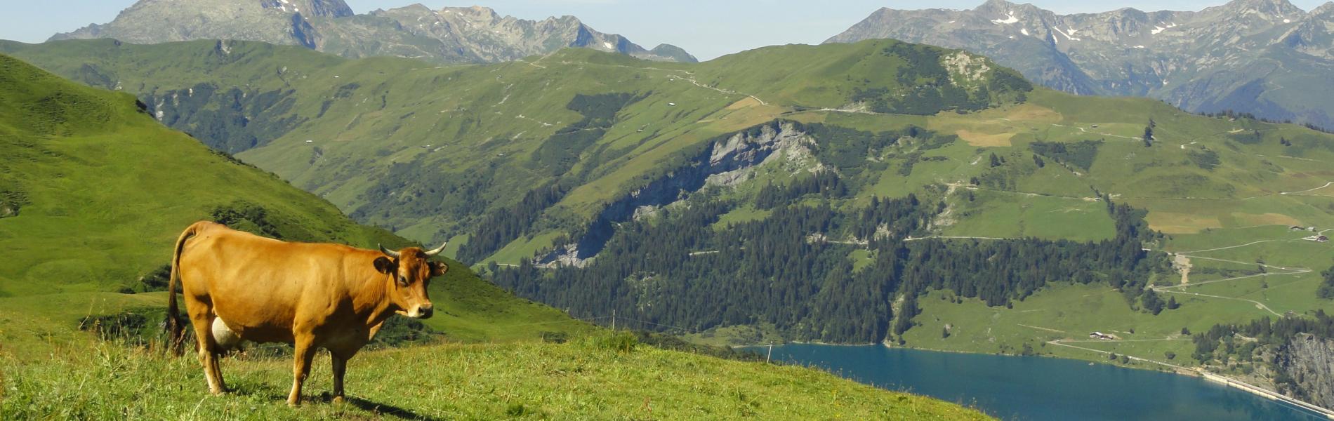 Une vache dans l'alpage de Roselend_Beaufortain