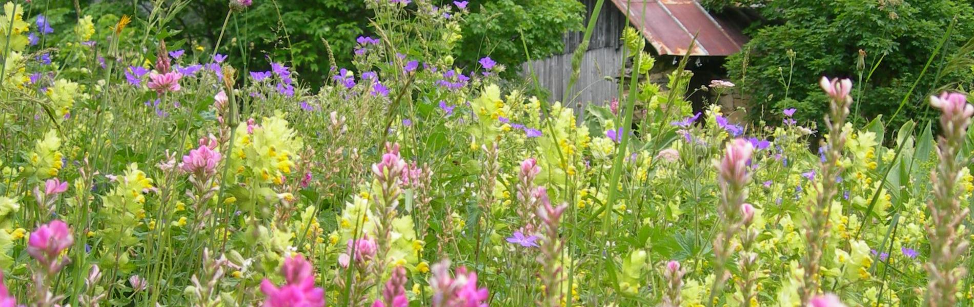 Paysage de Maurienne avec fleurs