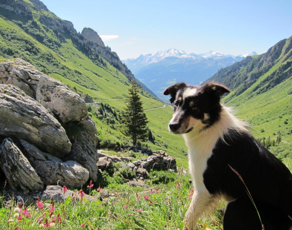 Un chien de troupeau devant un paysage de montagne fleuri_Fondation Facim