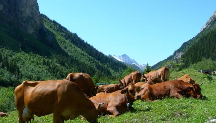 vaches vallée de chavière pralognan - Pralognan-la-Vanoise : alpage dans la vallée de Chavière