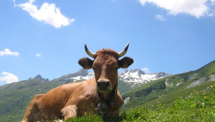 Vallée de la Tarentaise - vache de race Tarine