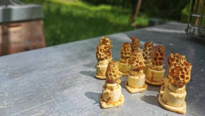 Le secret des abeilles : causerie et dégustation_Val-d'Arc - Le secret des abeilles : causerie et dégustation Val-d'Arc