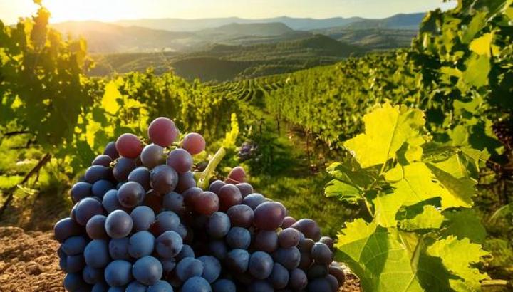 Conférence Vignes et vins_Bonvillaret