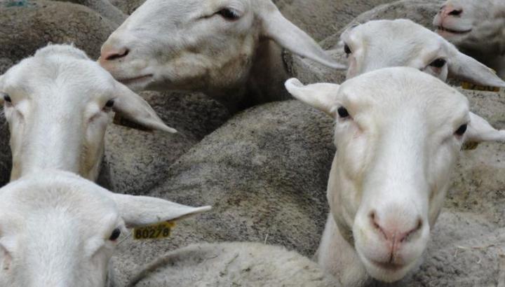 Rencontre à l'alpage des Rouelles_Val-d'Arc - brebis