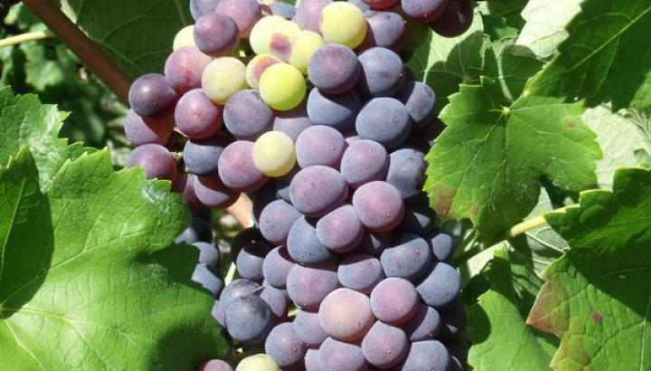 Causerie dans les vignes et dégustation du Rosé de Cuines_Saint-Etienne-de-Cuines - Raisins