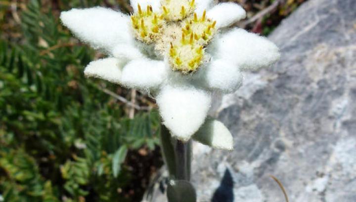 La Flore de montagne du Massif des Cerces - L'Edelweiss