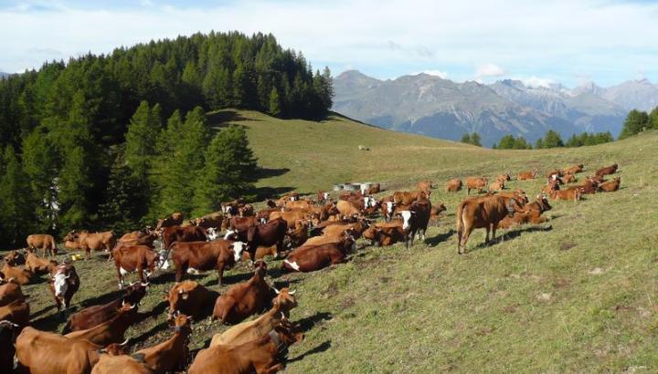 Vaches tarines - Vaches tarines