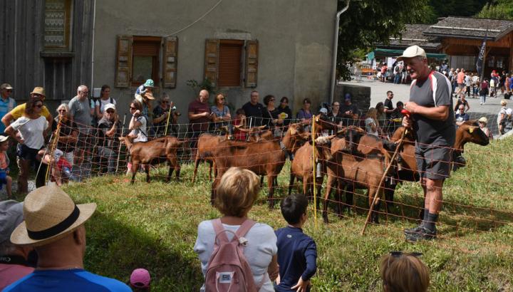 Fête des alpagistes - Démonstration de chiens de troupeau