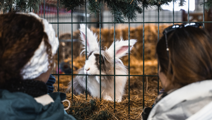 Animaux à la Ferme de l'Adroit à Val d'Isère - Animaux à la Ferme de l'Adroit à Val d'Isère
