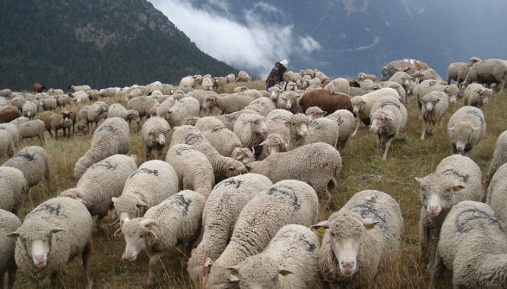 Moutons en alpage - Moutons en alpage