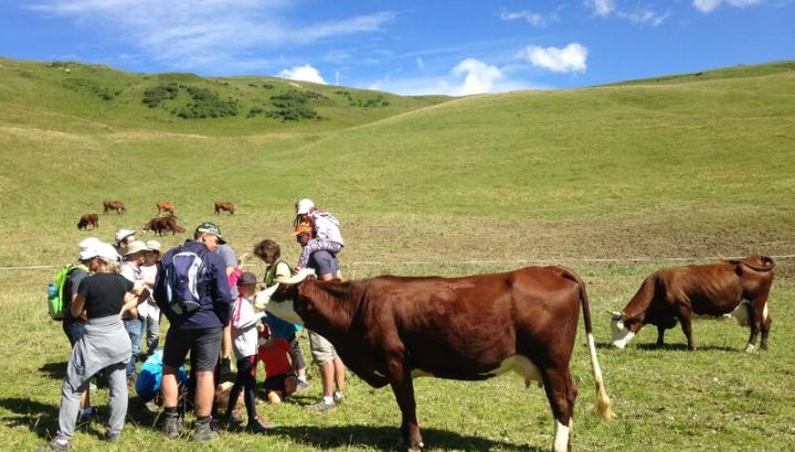 vaches à l'alpage - Visite à l'alpage