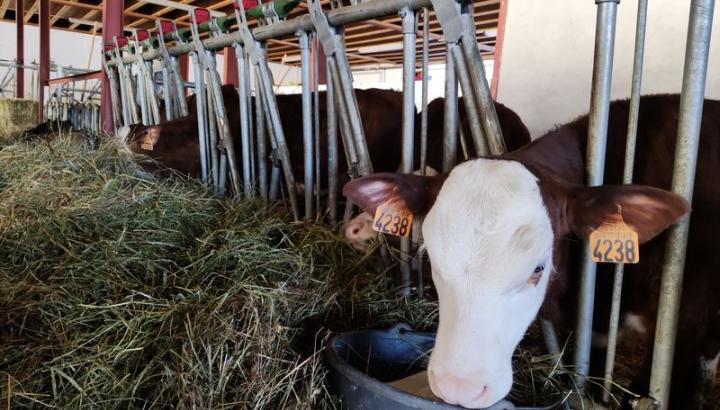 Veau dans étable - Rencontre dans étable aux Saisies
