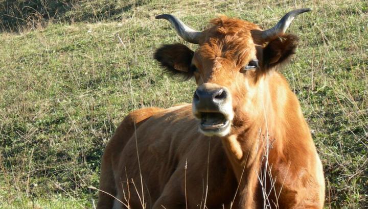 Vache tarine - Vache tarine