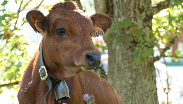 Vache tarine - Vache tarine