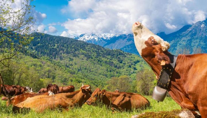 Vache alpage
