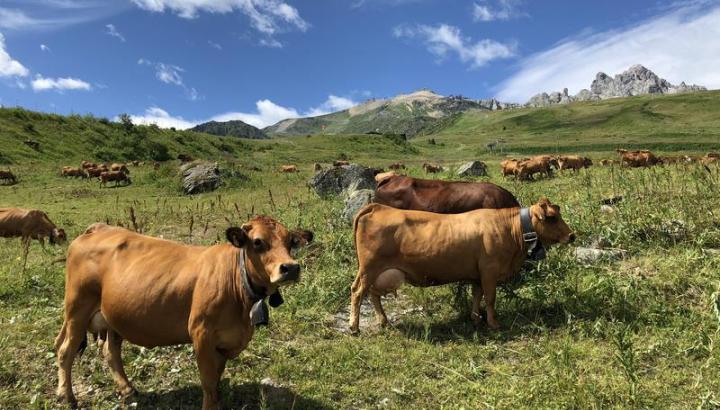 courchevel - Courchevel : vache tarine
