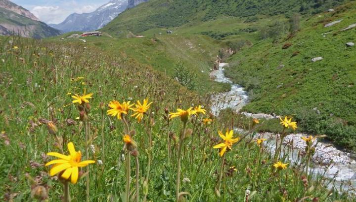 pralognan la vanoise - Pralognan-la-Vanoise : balade apéritive aux saveurs sauvages