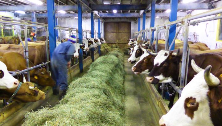 Rando raquette et visite d'une ferme - L'écurie et toutes les vaches