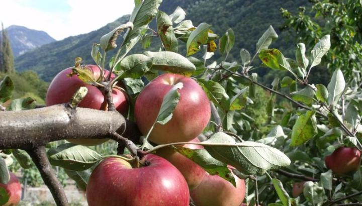 La pomme en fête !_Tournon
