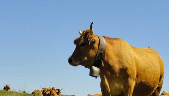 Films d'en Haut - Terres du ciel, Cueilleurs d'alpages et Raclette kirghize_Champagny-en-Vanoise - vaches tarines, reines de l'alpage